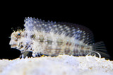 The Curious Case of the Lawnmower Blenny