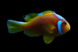 Whitecap Clownfish