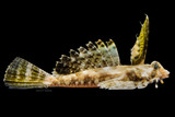 Fingered Dragonet