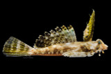 Fingered Dragonet