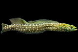 Green Wolf Blenny