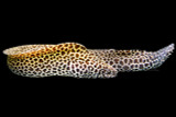 Honeycomb Eel