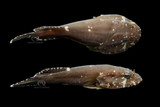 Stage 5 Clingfish