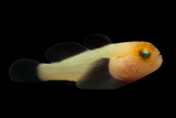 Panda Goby