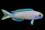 Randall’s Tilefish