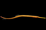 Yellowbanded Pipefish