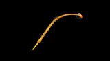Multi-Banded Pipefish