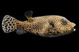 Starry Pufferfish