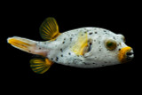 Gray Freckled Dogface Pufferfish