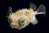 Chilomycterus Antennatus - Bridled Burrfish