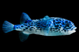 The Deep Blue Puffer
