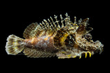 Sea Goblin