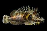 Sea Goblin