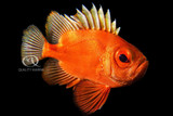 Photo of the Week - Pristigenys Serrula - Bigeye Catalufa