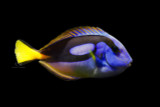 The Blue Tang of Many Names