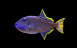 Xanthichthys auromarginatus – The Blue Throat Trigger