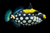 Conspicillum Clown Triggerfish