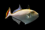 Striped Triggerfish