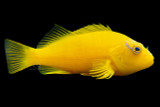 All That Glitters Is a Hawkfish?