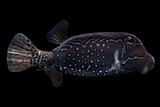 Male Reticulate Boxfish