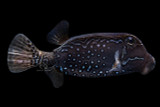 Male Reticulate Boxfish