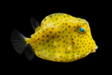 Boston Bean Cowfish