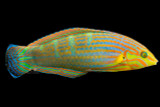 Pinstriped Tail-spot Wrasse