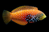 Female Vermiculate Leopard Wrasse