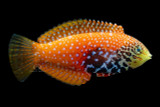 Female Vermiculate Leopard Wrasse