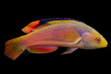 Scott's Greenback Fairy Wrasse