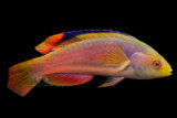 Scott's Greenback Fairy Wrasse