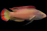 Male Pink Margin Fairy Wrasse