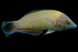 Grey-Head Wrasse
