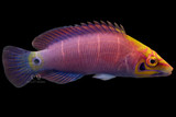 Mysteri White Bar Wrasse