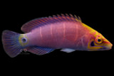 Mysteri White Bar Wrasse