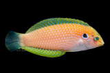 Male Kuteri Leopard Wrasse