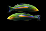 Male African Pencil Wrasse