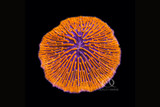 Plate Corals (Fungia sp.) 