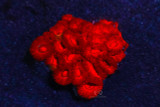 Single Color Lordhowensis Acan