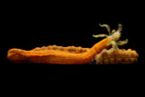 Medusa Worm