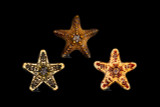 Assorted African Star