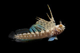 Gulf Signal Blenny
