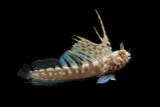 Gulf Signal Blenny