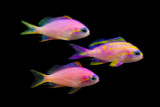 Rare and Gorgeous: Bennett's Anthias