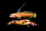 The Greatest Desktop Aquarium Pair?