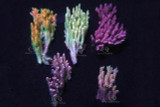 Solomon Islands Acropora