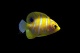 Bali Aquarich Aquacultured Regal Angelfish