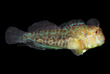 Highly Underrated Fish - Aquacultured Panamanian Oyster Blenny