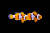 Aquacultured Bali Aquarich True Percula Clownfish