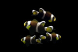 QM Labs Wide-band Clownfish